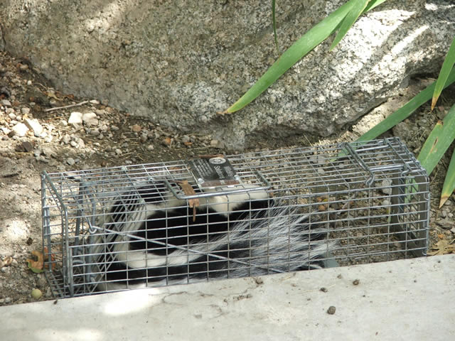 skunk cage trap with skunk trapped inside by Allstate Animal Control